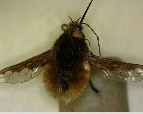 iNaturalist observation photo of Greater Bee Fly