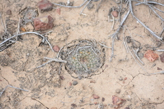 Mammillaria brandegeei