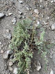 Lomatium rigidum