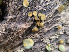 Chlorencoelia versiformis