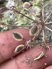 Lomatium rigidum