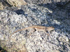 Sceloporus graciosus gracilis