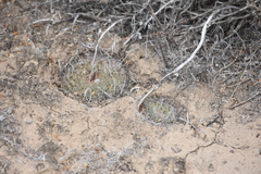 Mammillaria brandegeei