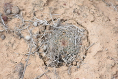 Mammillaria brandegeei