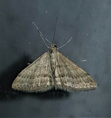 Scopula lydia
