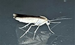 Scopula lydia