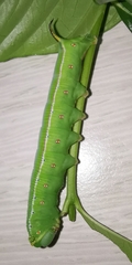 Cephonodes hylas