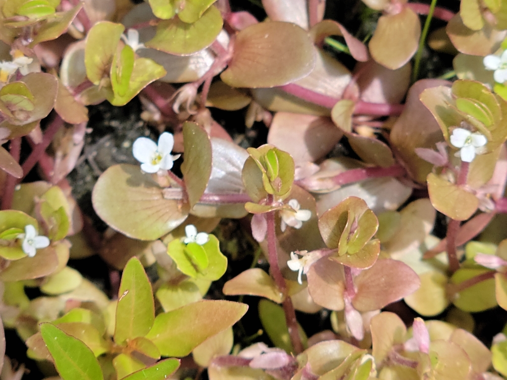 Tropical waterhyssop (Bacopa innominata)