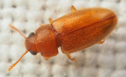 Cryptophilus integer, 2022-08-09