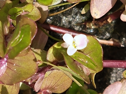 Image of Bacopa innominata by (c) Jay Horn, some rights reserved (CC BY)