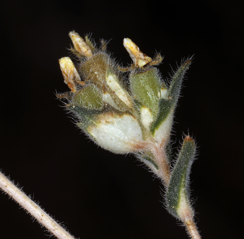 United blazingstar (Mentzelia congesta)