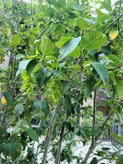 Carpinus caroliniana