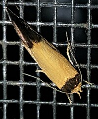 Heteroteucha dichroella
