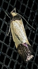 Heteroteucha dichroella