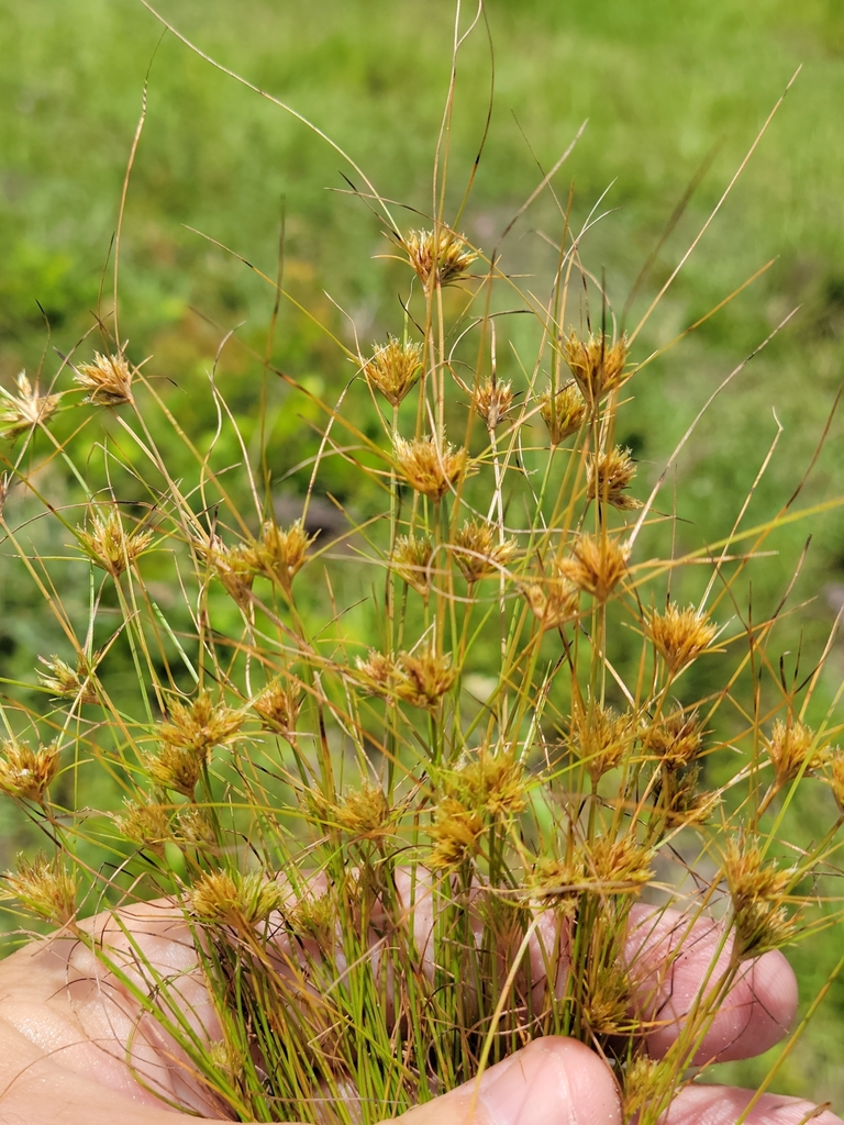 Sandy field hairsedge (Bulbostylis stenophylla)