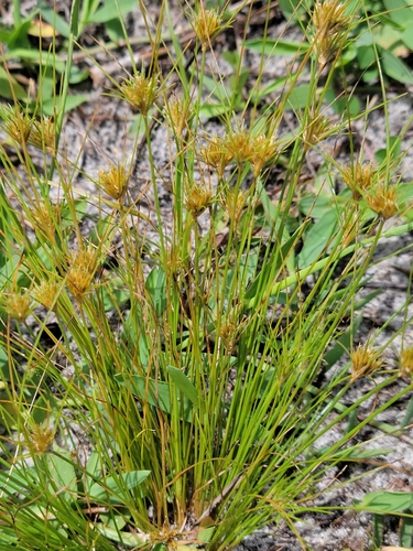 Image of Bulbostylis stenophylla by (c) Jay Horn, some rights reserved (CC BY)