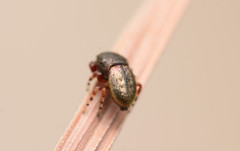 Sassacus cyaneus