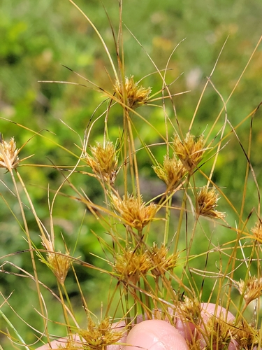 Image of Bulbostylis stenophylla by (c) Jay Horn, some rights reserved (CC BY)