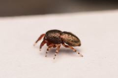 Sassacus cyaneus