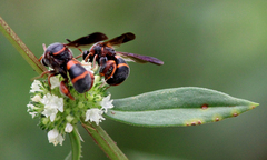 Leucospis slossonae