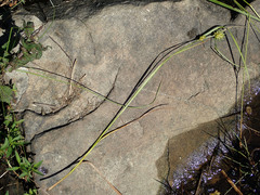 Carex bullata