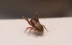 Sassacus cyaneus