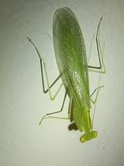 Tropidomantis tenera