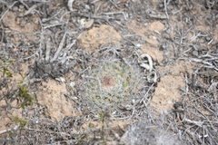 Mammillaria brandegeei