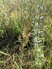 Lespedeza leptostachya