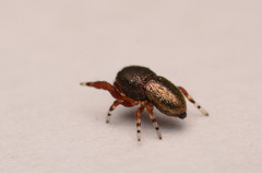 Sassacus cyaneus