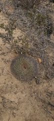 Mammillaria brandegeei