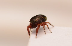Sassacus cyaneus