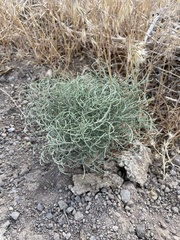Eriogonum nidularium