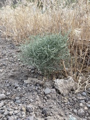 Eriogonum nidularium