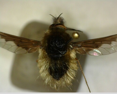 iNaturalist observation photo of Greater Bee Fly