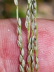 Digitaria villosa