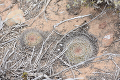 Mammillaria brandegeei