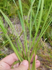 Digitaria villosa