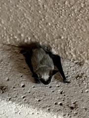 Parastrellus hesperus