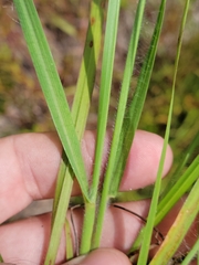 Digitaria villosa