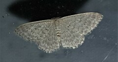 Idaea eretmopus