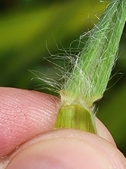 Digitaria villosa