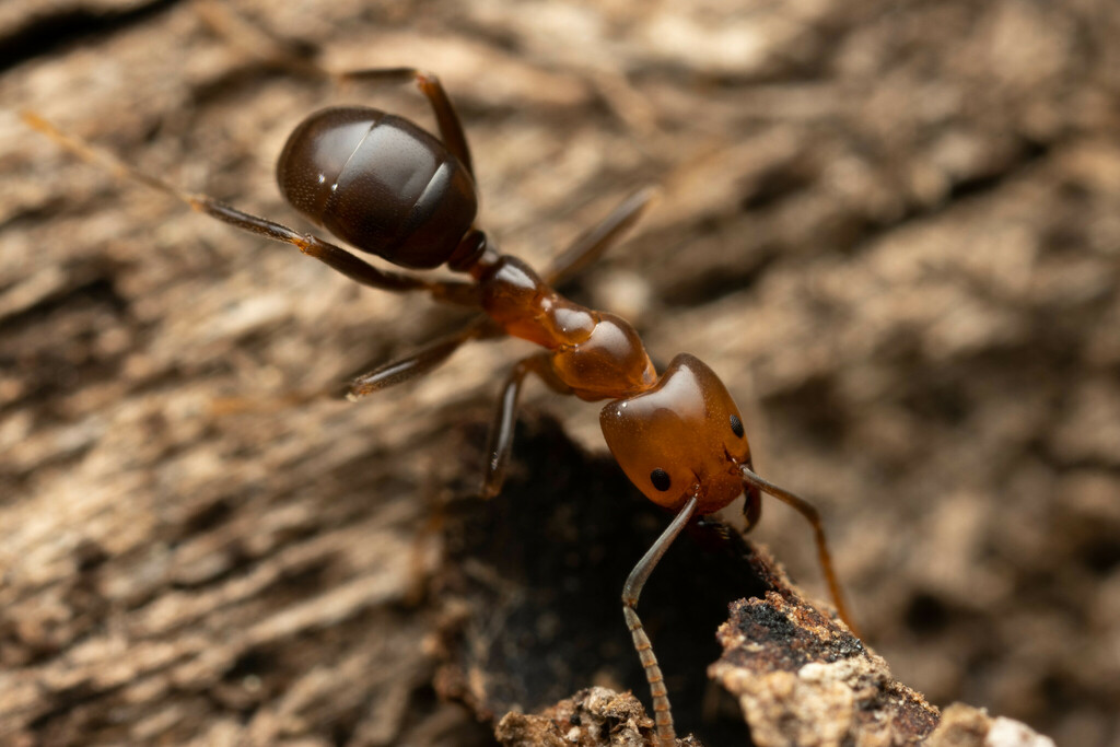 Coconut Ants