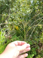 Digitaria villosa