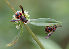 Leucospis slossonae