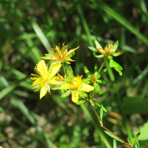 Hypericum galioides, photograph 3