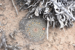 Mammillaria brandegeei