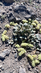 Eriogonum lobbii