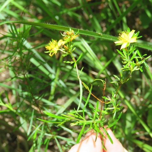 Hypericum galioides, photograph 4