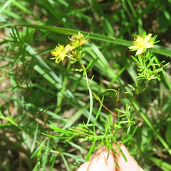 Hypericum galioides